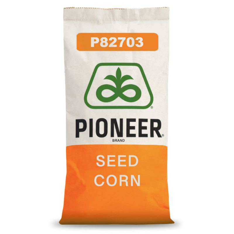 Kukurydza na Kiszonkę Pioneer P82703 80 tys. FAO 250