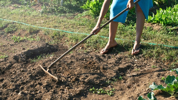 Osoba spulchniająca glebę grabiami na grządce w ogrodzie