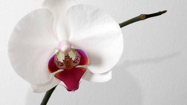 Biały kwiat storczyka phalaenopsis