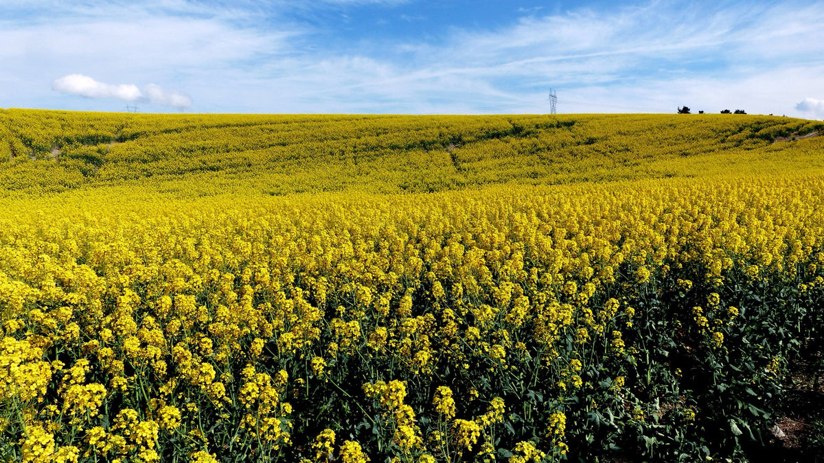 Pole kwitnącego rzepaku pod błękitnym niebem