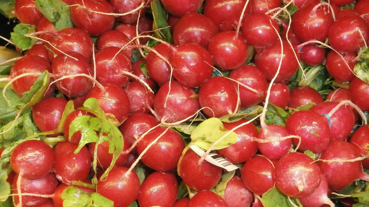 Pęczki czerwonej rzodkiewki