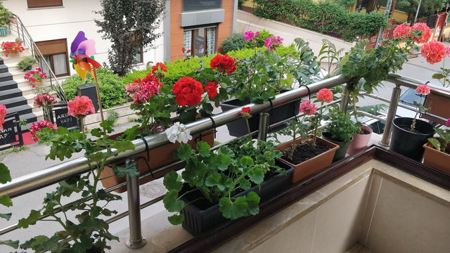 Balkon z pelargoniami w skrzynkach przy barierce