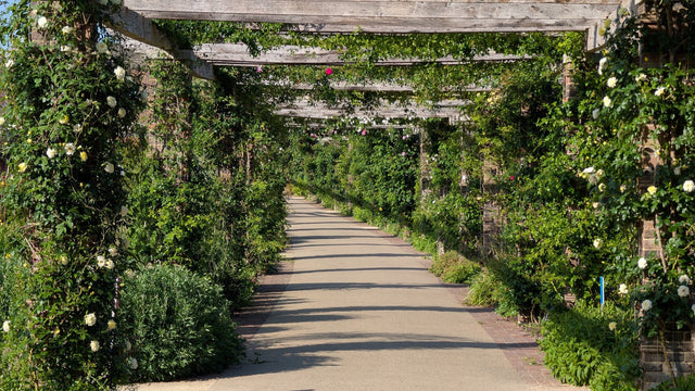 Pergola obrośnięta różami nad ścieżką w parku