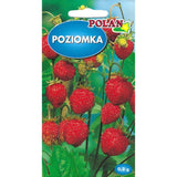 Poziomka bezrozłogowa Regina PlantiCo, nasiona