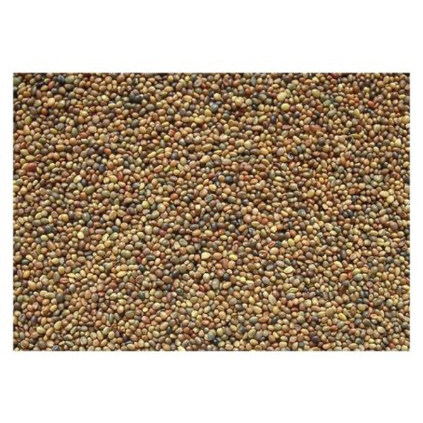 Koniczyna perska Laser, nasiona kwalifikowane C/1, 1 kg