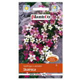 Skalnica PlantiCo, nasiona kwiatów, 0,05 g