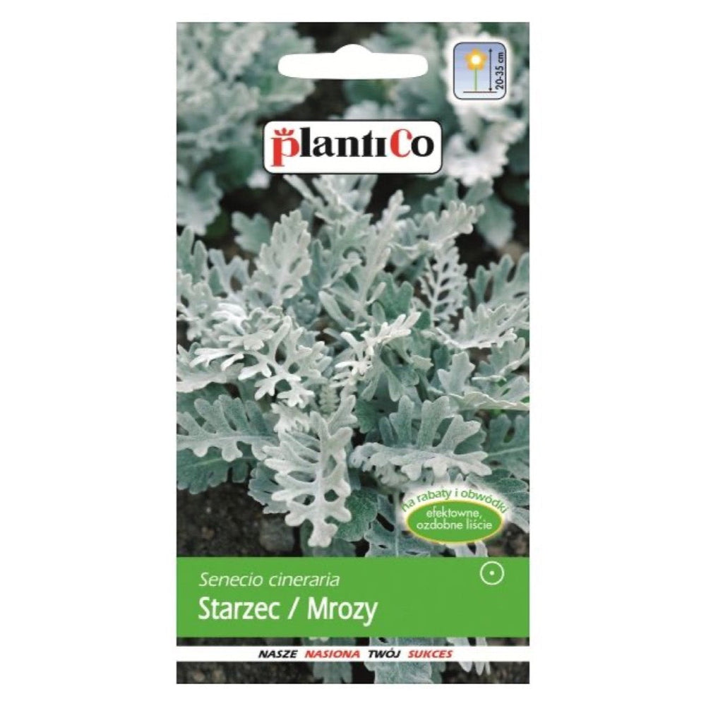 Starzec popielaty PlantiCo, opakowanie nasion 0,2 g