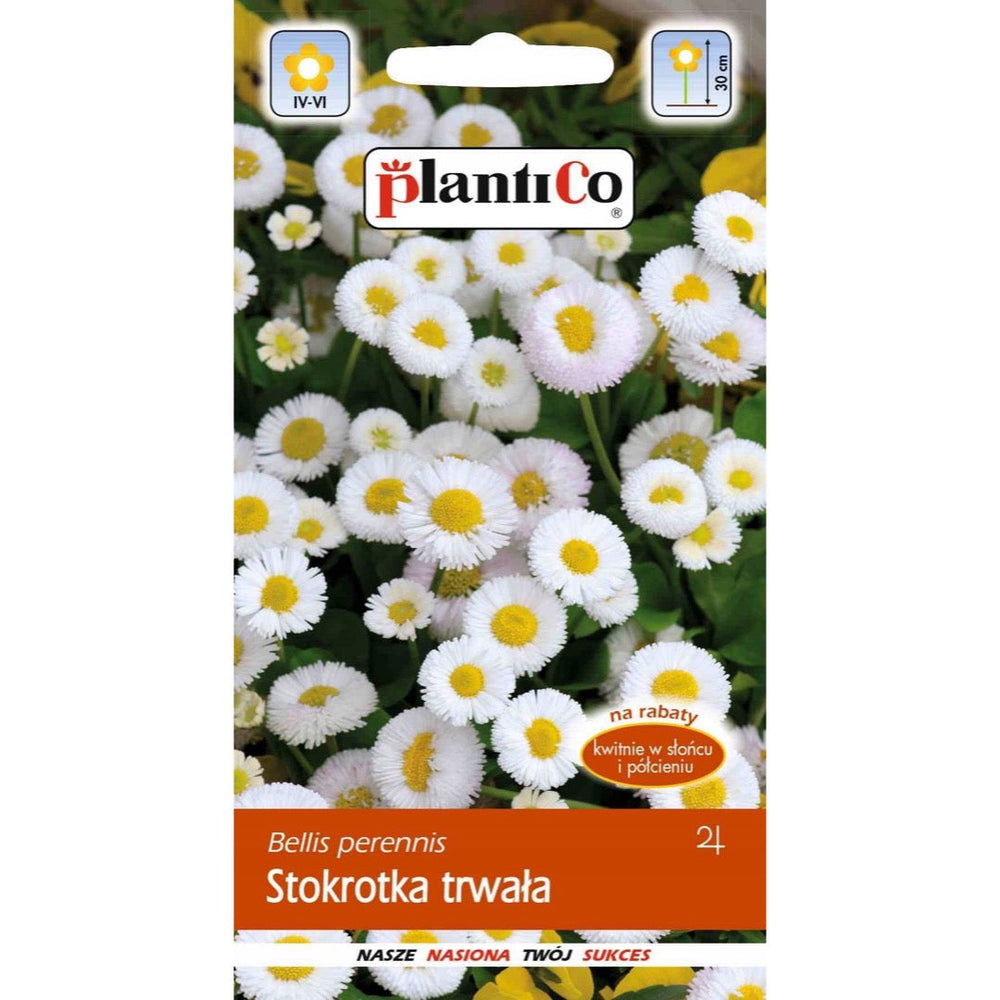 Stokrotka trwała PlantiCo, opakowanie nasion