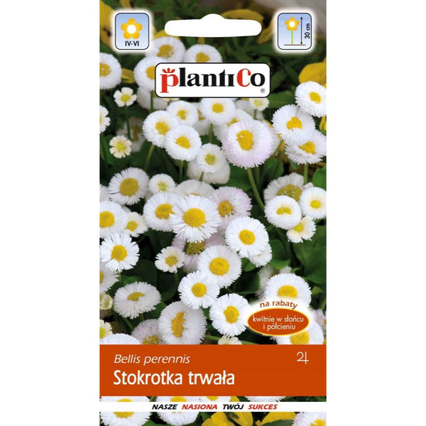 Stokrotka trwała PlantiCo, opakowanie nasion