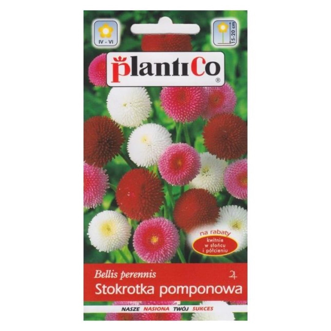 Stokrotka pomponowa pełna mieszanka PlantiCo, opakowanie nasion 0,1 g