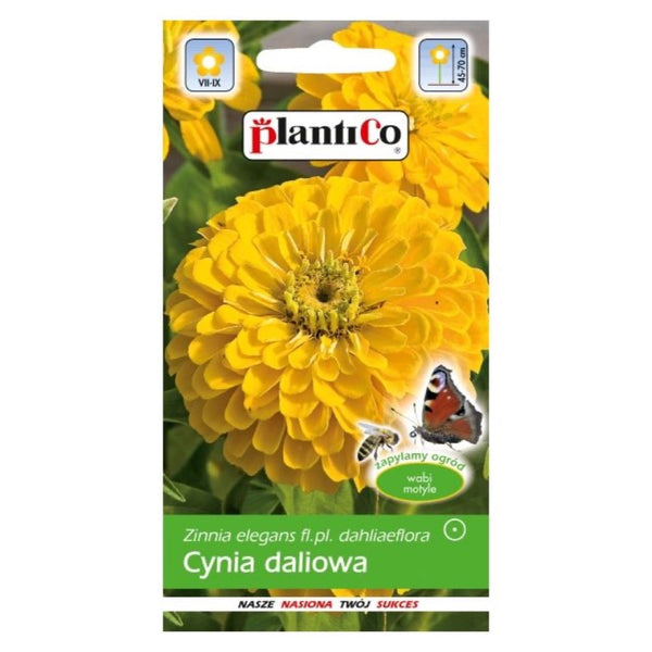 Cynia wytworna daliowa żółta PlantiCo, opakowanie nasion 1 g
