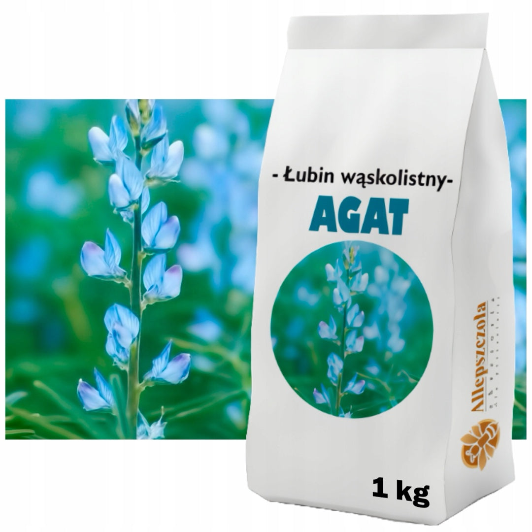 Łubin wąskolistny Agat, nasiona 1 kg