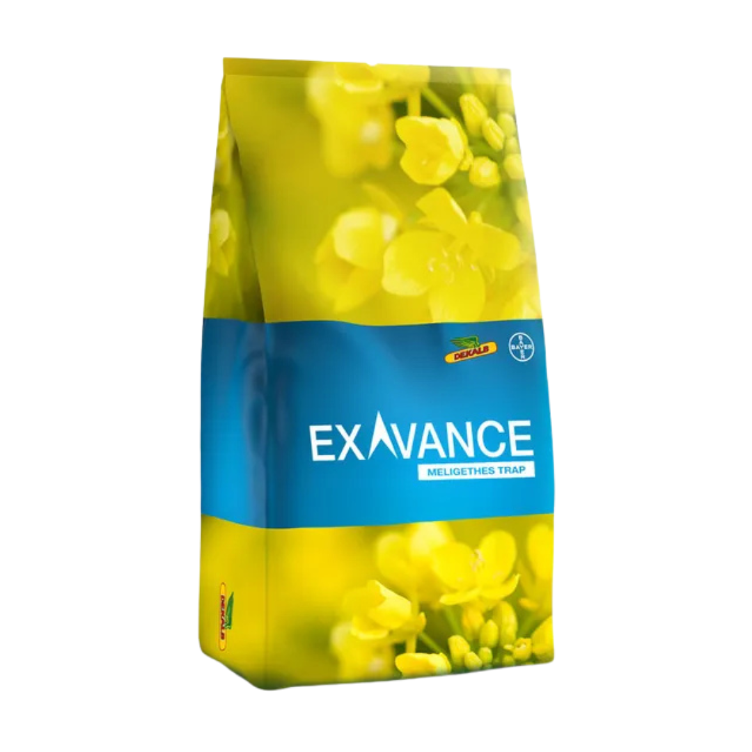 Rzepak oz. hybryd DK Exavance F1 Buteo+Scenic