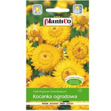 Saszetka nasion Kocanka ogrodowa żółta PlantiCo