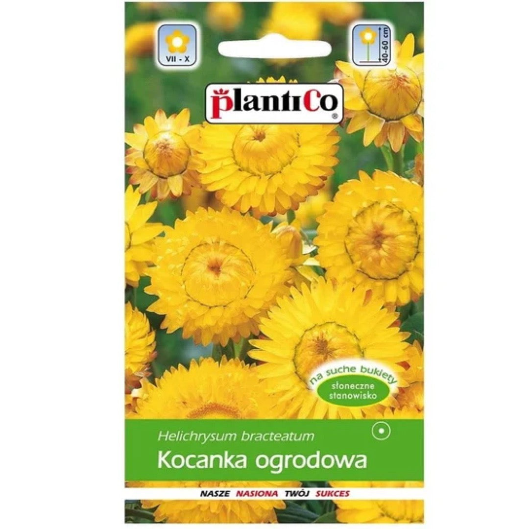 Saszetka nasion Kocanka ogrodowa żółta PlantiCo
