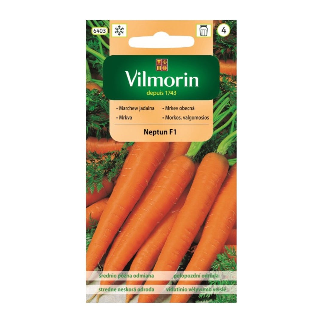 Opakowanie nasion marchew neptun f1 Vilmorin, 2 g