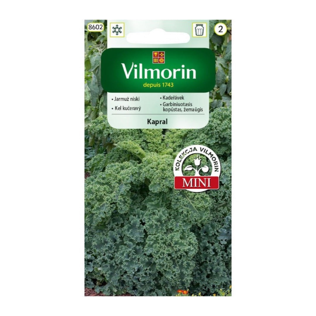 Saszetka nasion Jarmuż Kapral Vilmorin