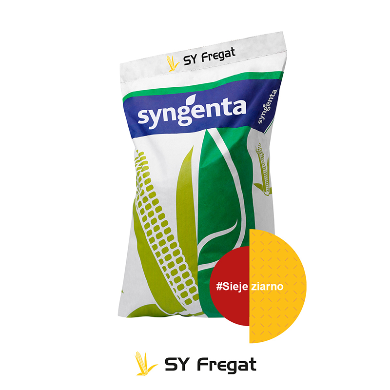 Kukurydza na Ziarno i Kiszonkę SY FREGAT 50 tys. FAO 260