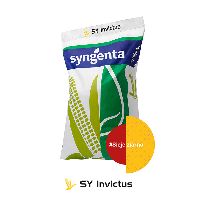 Kukurydza na ziarno i kiszonkę SY INVICTUS 50 tys. FAO 230