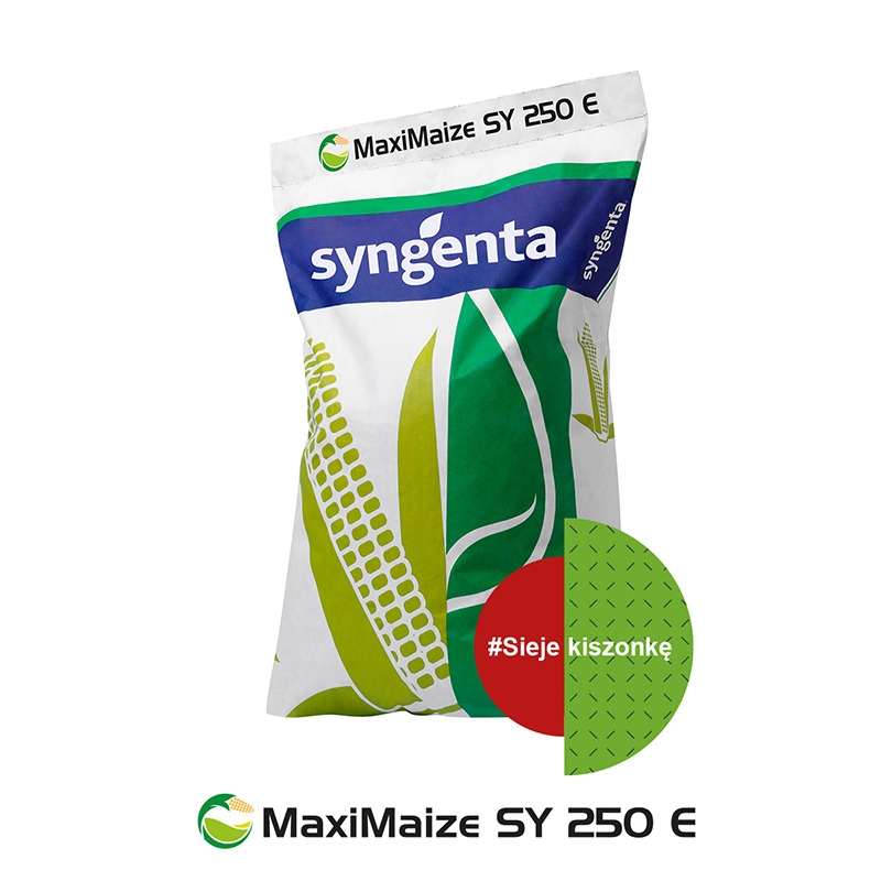 Kukurydza na Kiszonkę SY MAXIMAIZE  50 tys. FAO 260