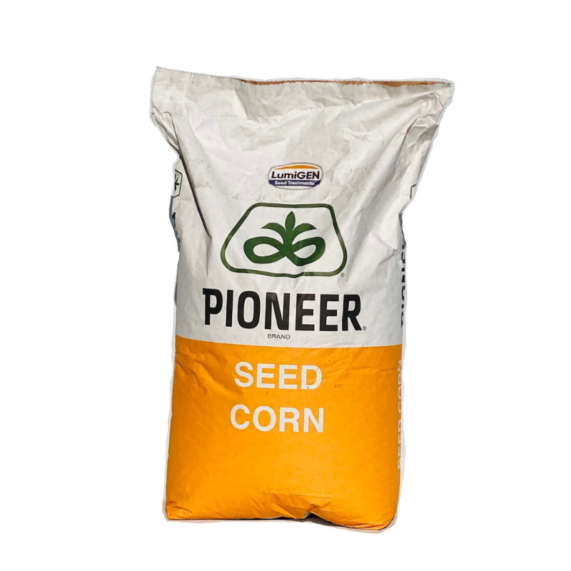 Kukurydza na Ziarno i Kiszonkę Pioneer P8904 80 tys. FAO 250 PAKIET 14+1 GRATIS