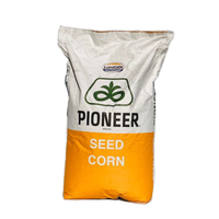 Kukurydza na Ziarno i Kiszonkę Pioneer P8904 80 tys. FAO 250 PAKIET 14+1 GRATIS