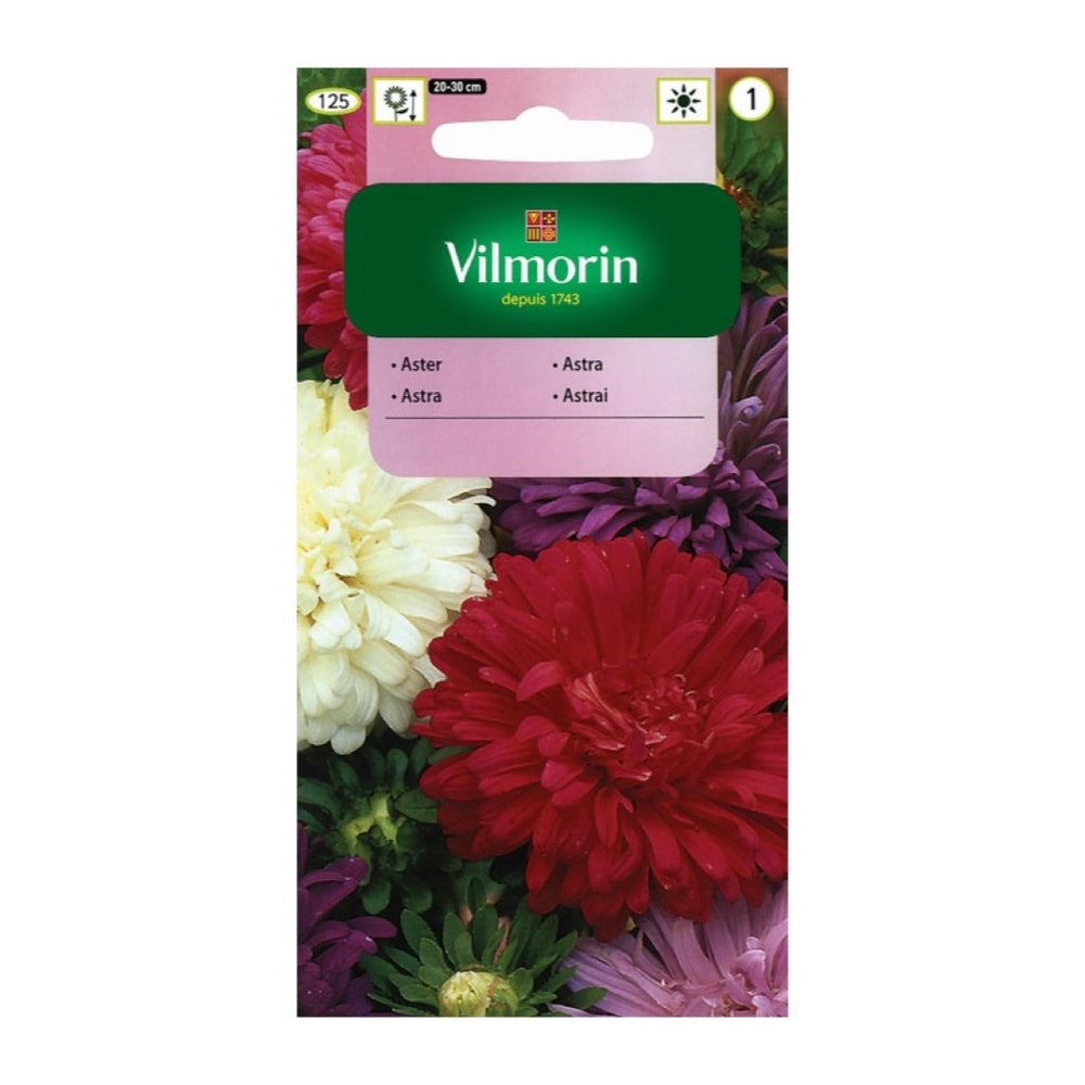 Saszetka nasion astra chińskiego karłowego Vilmorin, mieszanka, 1 g