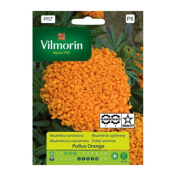 Saszetka nasion aksamitki Pollux Orange Vilmorin, 0,2 g