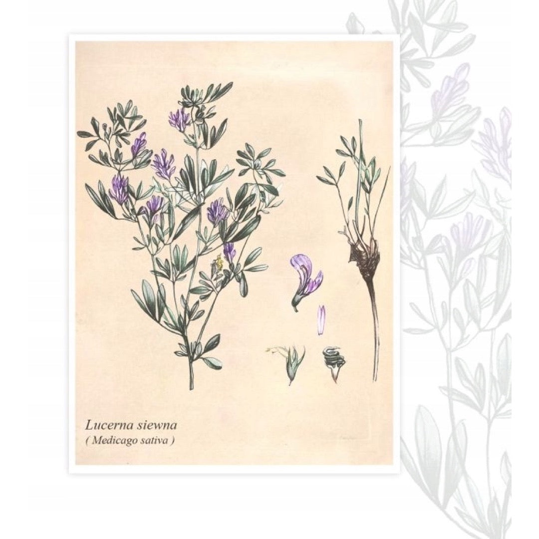 Ilustracja lucerny siewnej (Medicago sativa) od producenta Planta