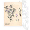 Ilustracja lucerny siewnej (Medicago sativa) od producenta Planta
