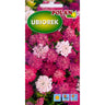 Saszetka nasion ubiorka hiacyntowego liliowego Polan, 2 g